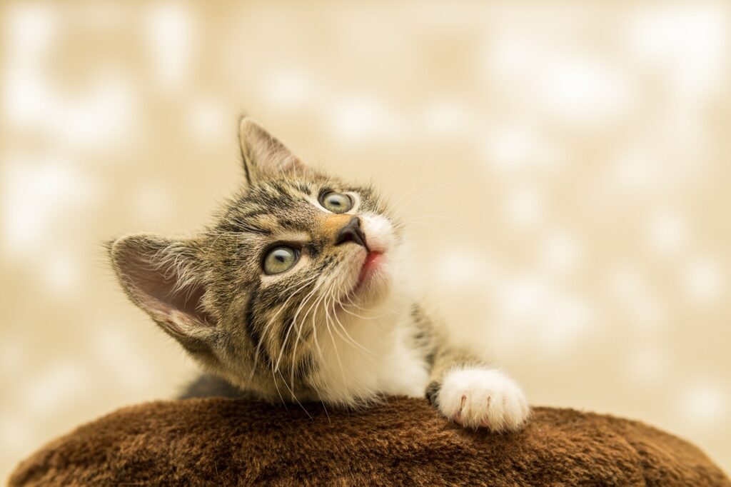 kleine Katze guckt niedlich nach oben Luftreiniger Katzenallergie Test