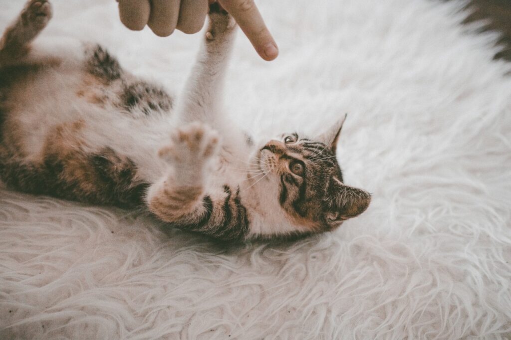 Katze spielt auf Teppich Die Kunst der Pflege von Boho-Teppichen