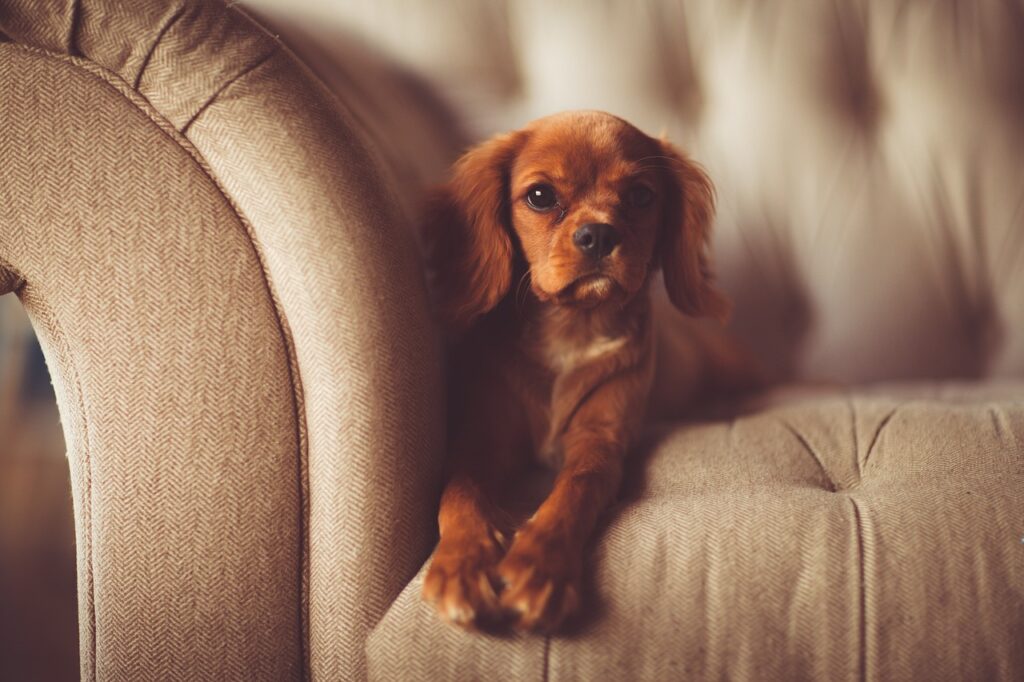Hund sitzt auf Sofa und guckt niedlich Sofas günstiger bekommen Tipps und Tricks