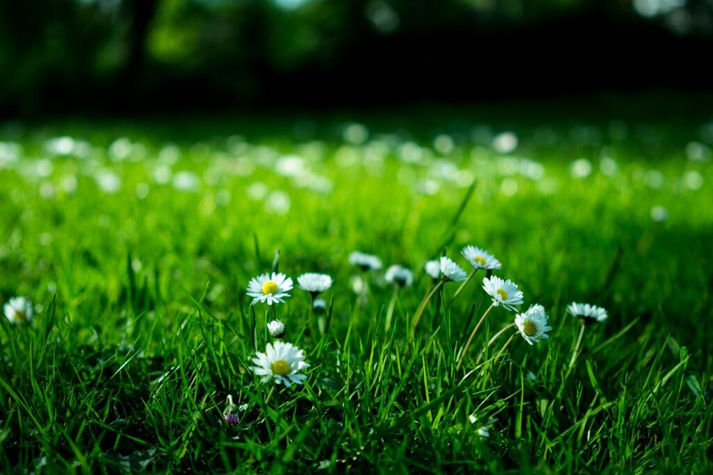 Garten Rasen Gänseblümchen Den Garten mit viel Liebe und Fantasie so richtig schön gestalten