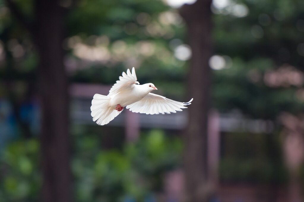 Taube im Flug Tauben im Garten umweltschonend fernhalten