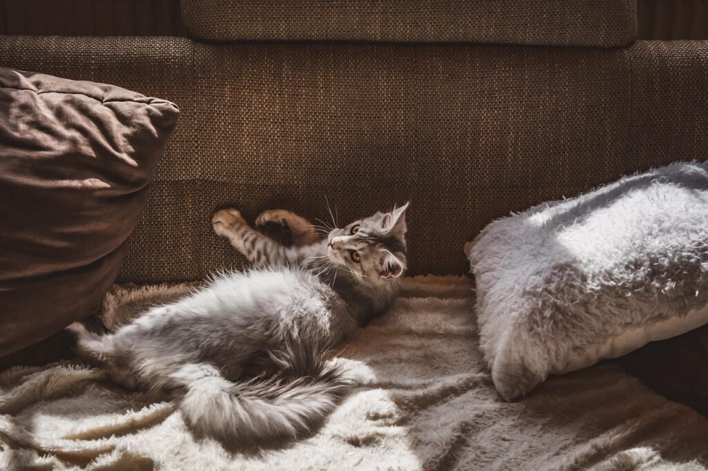 Wohnung Katze Sofa Wohnung für Katzen interessant gestalten – so fühlen sich Samtpfoten wohl