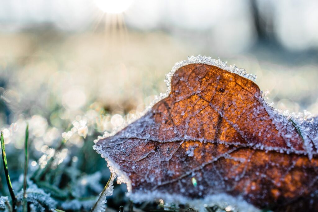 Garten Frost Herbst gefrorenes Blatt Hochbeet im Winter – abdecken oder offen lassen